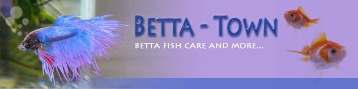 betta fish care image