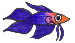 betta fish behavior